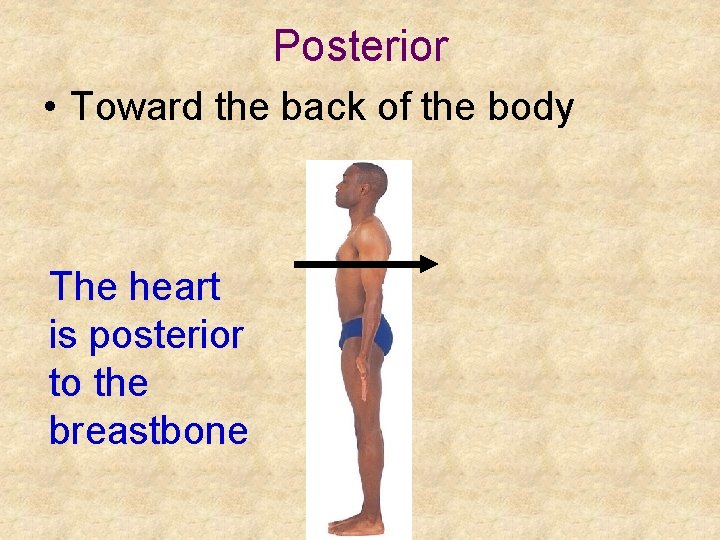 Posterior • Toward the back of the body The heart is posterior to the