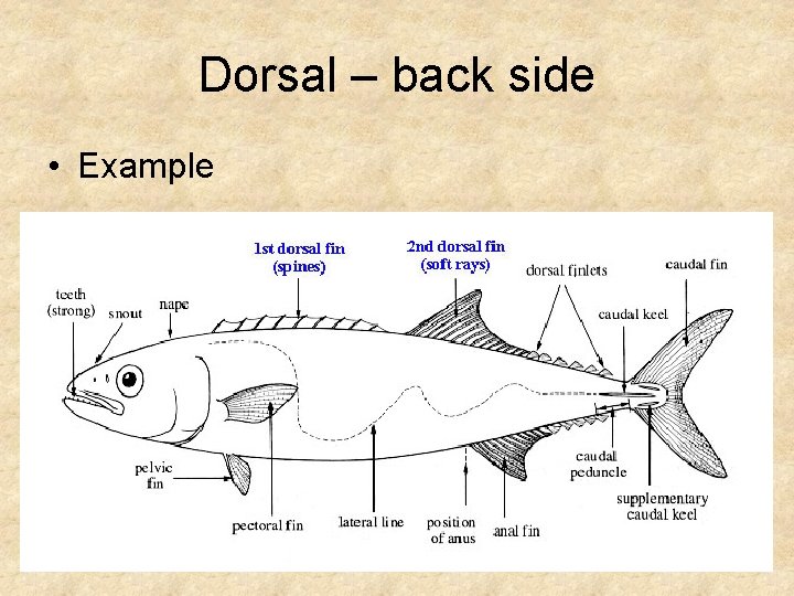 Dorsal – back side • Example 