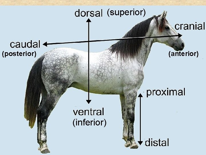 (superior) (posterior) (anterior) (inferior) 