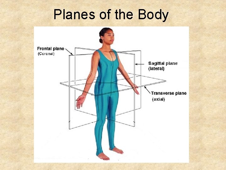 Planes of the Body 