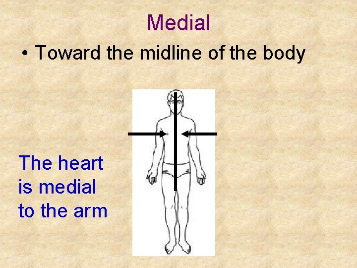 Medial • Toward the midline of the body The heart is medial to the