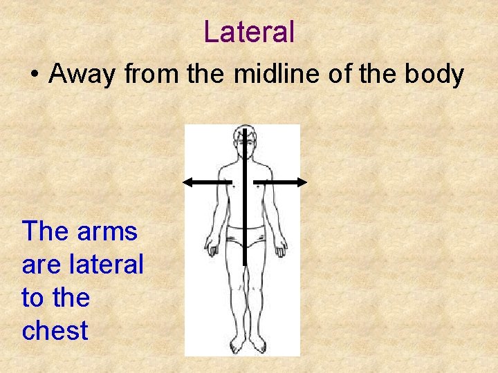 Lateral • Away from the midline of the body The arms are lateral to