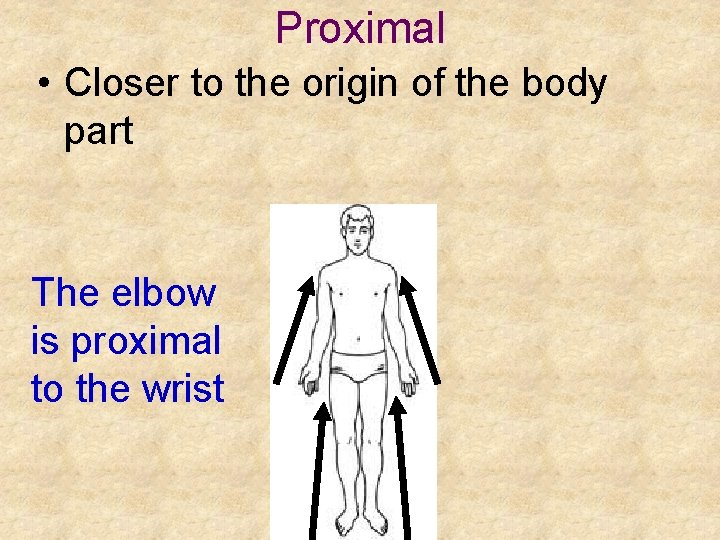 Proximal • Closer to the origin of the body part The elbow is proximal