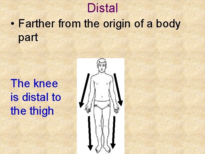 Distal • Farther from the origin of a body part The knee is distal