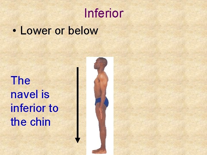 Inferior • Lower or below The navel is inferior to the chin 