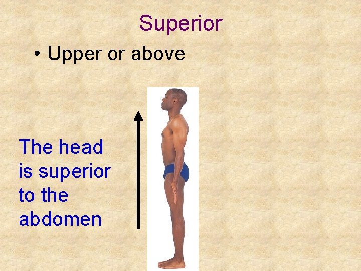 Superior • Upper or above The head is superior to the abdomen 