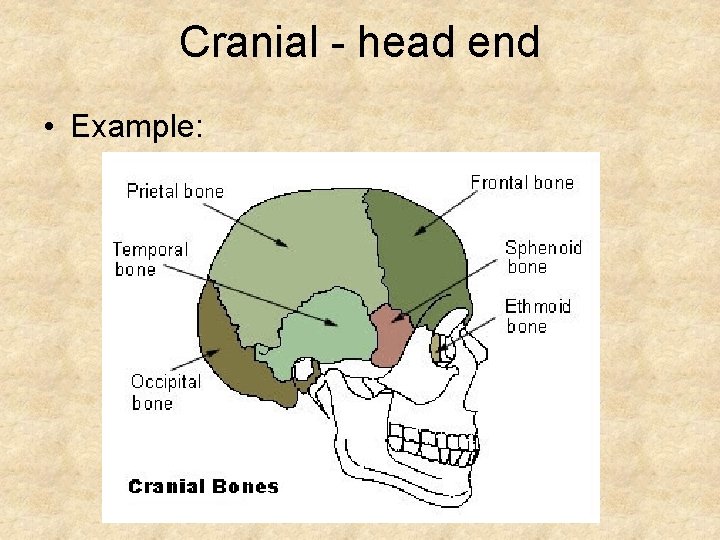 Cranial - head end • Example: 