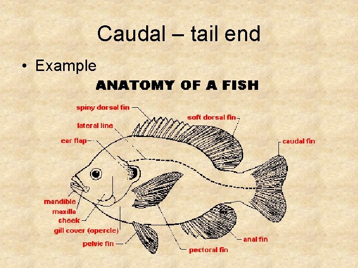 Caudal – tail end • Example 