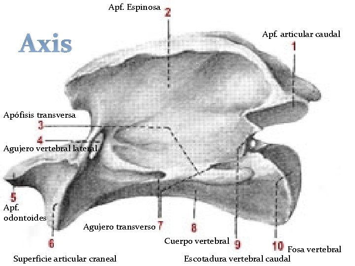 Apf. Espinosa Axis Apf. articular caudal Apófisis transversa Agujero vertebral lateral Apf. odontoides Agujero