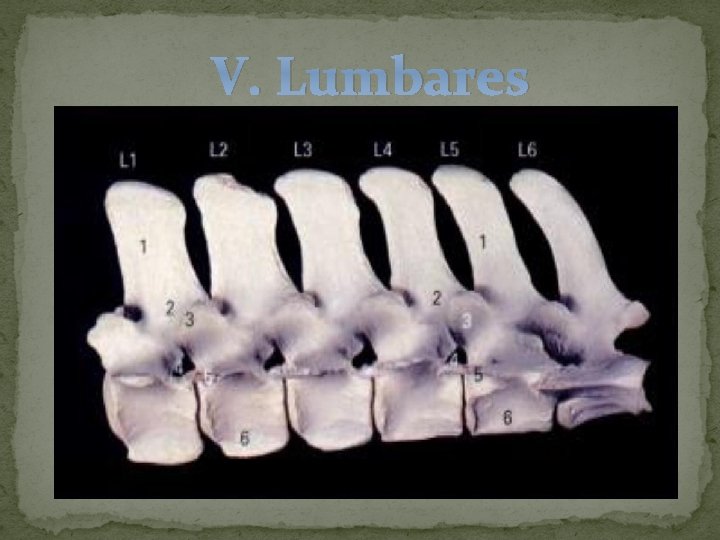 V. Lumbares 