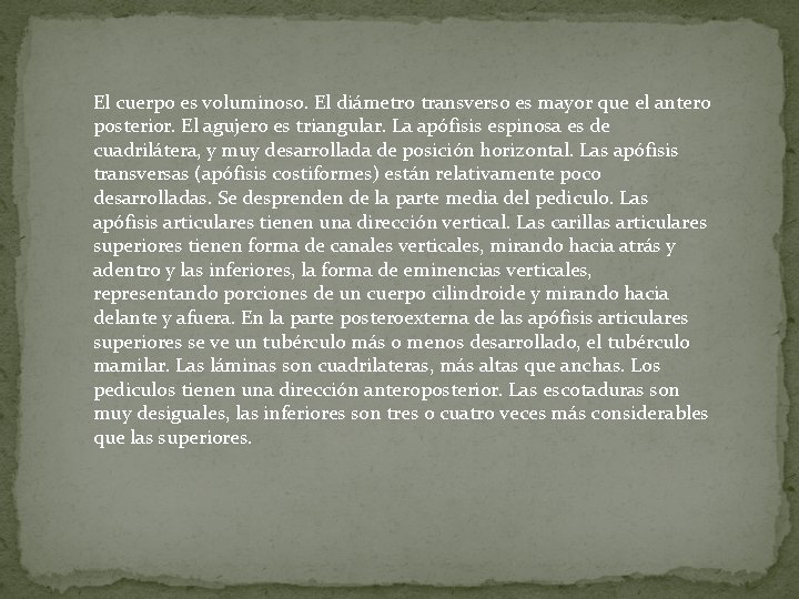 El cuerpo es voluminoso. El diámetro transverso es mayor que el antero posterior. El