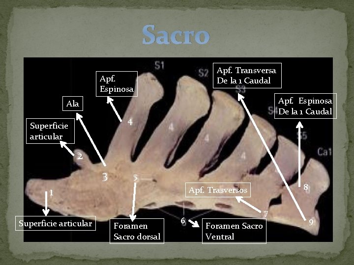 Sacro Apf. Transversa De la 1 Caudal Apf. Espinosa De la 1 Caudal Ala