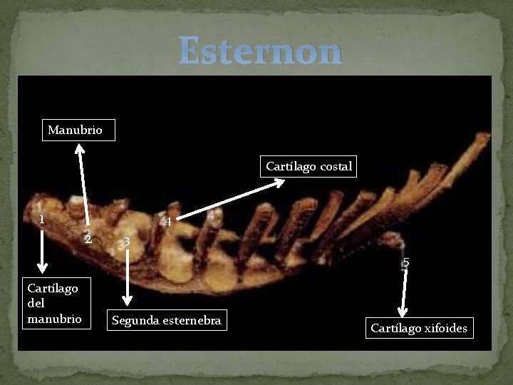 Esternon Manubrio Cartílago costal 1 4 2 3 5 Cartílago del manubrio Segunda esternebra