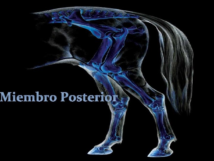 Miembro Posterior 