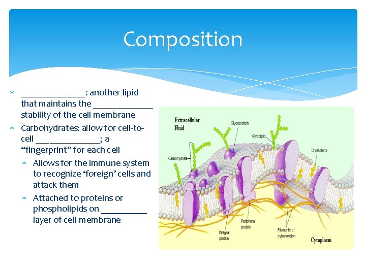 Composition _______: another lipid that maintains the _______ stability of the cell membrane Carbohydrates: