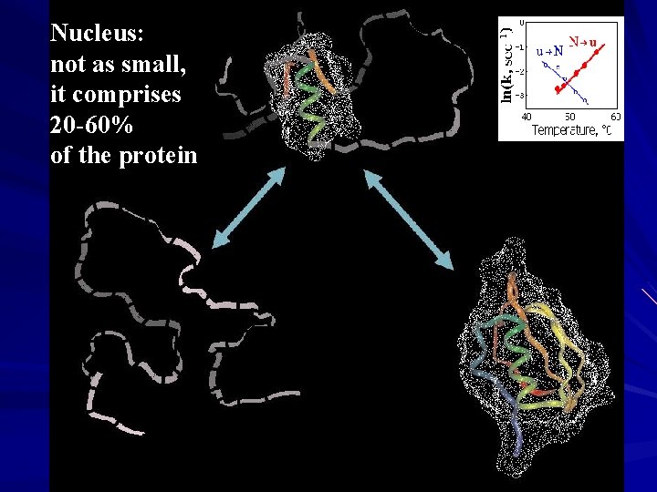 Nucleus: not as small, it comprises 20 -60% of the protein 