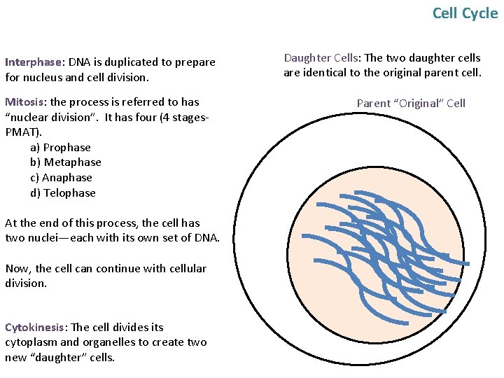 Cell Cycle Interphase: DNA is duplicated to prepare for nucleus and cell division. Mitosis: Cell Cycle Interphase: DNA is duplicated to prepare for nucleus and cell division. Mitosis: