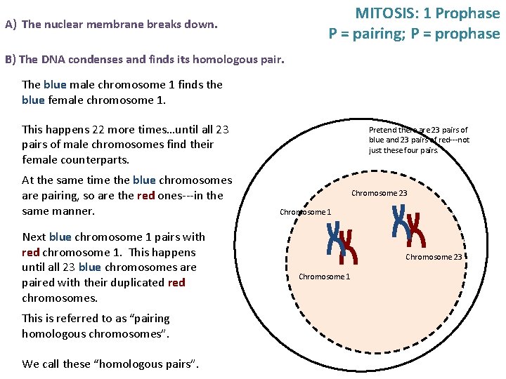 MITOSIS: 1 Prophase P = pairing; P = prophase A) The nuclear membrane breaks MITOSIS: 1 Prophase P = pairing; P = prophase A) The nuclear membrane breaks