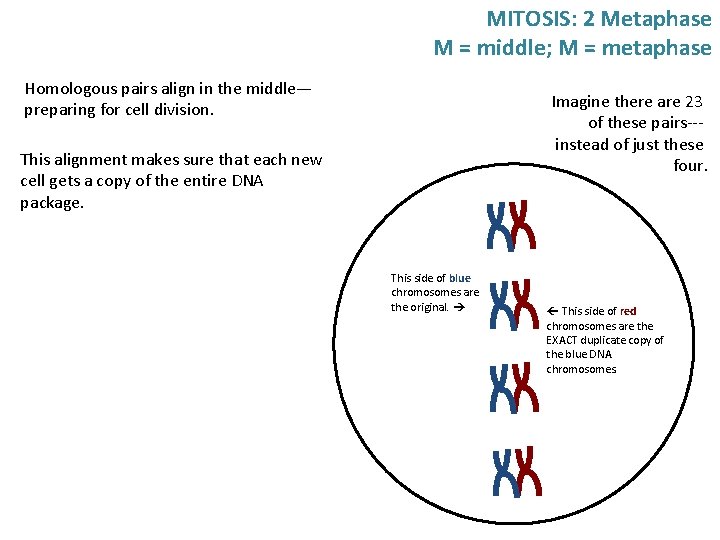 MITOSIS: 2 Metaphase M = middle; M = metaphase Homologous pairs align in the MITOSIS: 2 Metaphase M = middle; M = metaphase Homologous pairs align in the