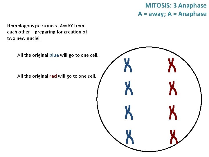 MITOSIS: 3 Anaphase A = away; A = Anaphase Homologous pairs move AWAY from MITOSIS: 3 Anaphase A = away; A = Anaphase Homologous pairs move AWAY from