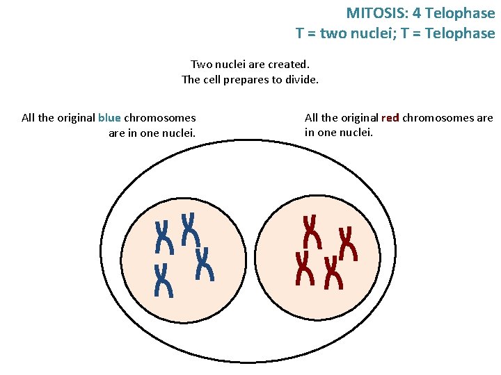 MITOSIS: 4 Telophase T = two nuclei; T = Telophase Two nuclei are created. MITOSIS: 4 Telophase T = two nuclei; T = Telophase Two nuclei are created.