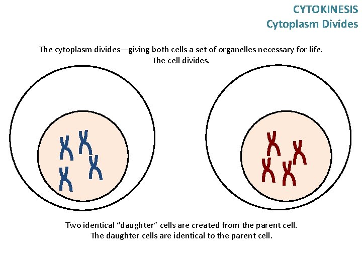 CYTOKINESIS Cytoplasm Divides The cytoplasm divides—giving both cells a set of organelles necessary for CYTOKINESIS Cytoplasm Divides The cytoplasm divides—giving both cells a set of organelles necessary for