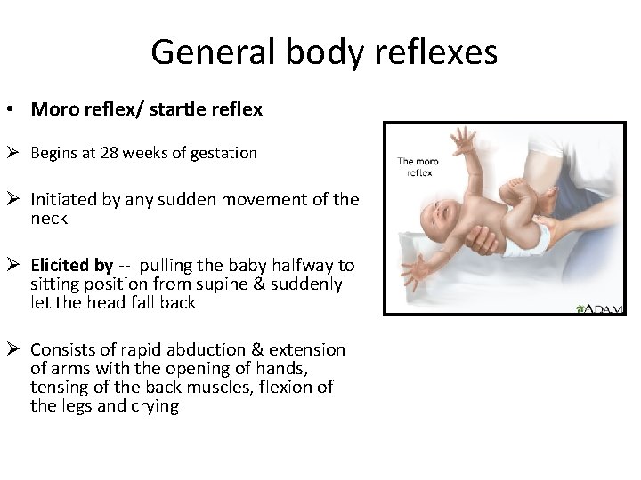 General body reflexes • Moro reflex/ startle reflex Ø Begins at 28 weeks of