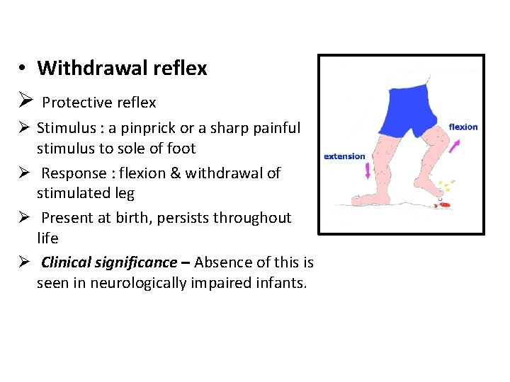  • Withdrawal reflex Ø Protective reflex Ø Stimulus : a pinprick or a