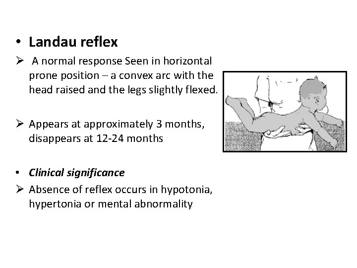  • Landau reflex Ø A normal response Seen in horizontal prone position –