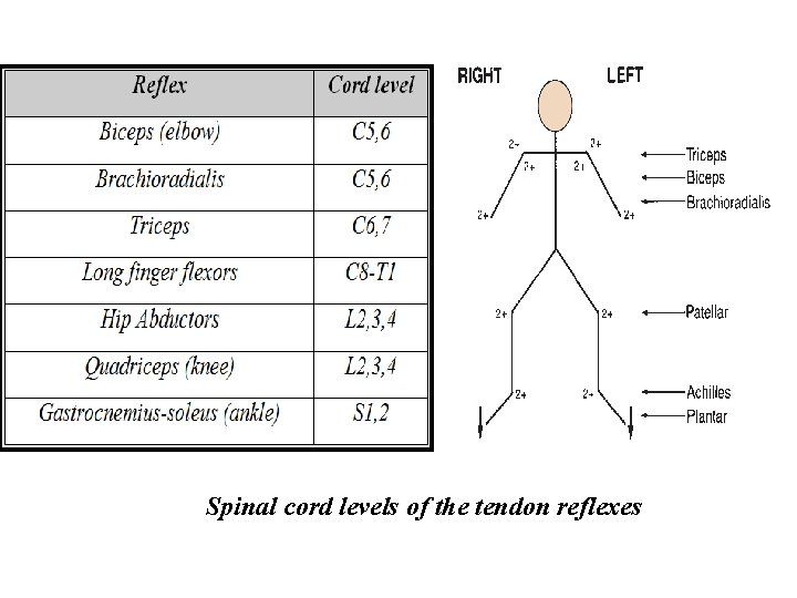 Spinal cord levels of the tendon reflexes 