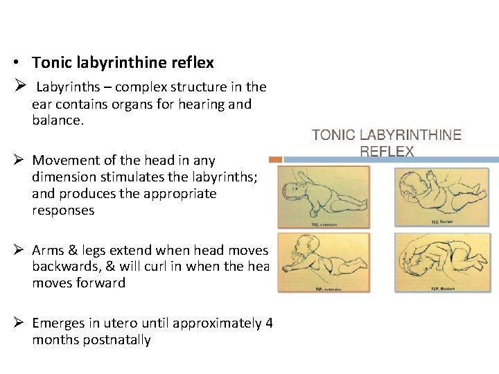  • Tonic labyrinthine reflex Ø Labyrinths – complex structure in the ear contains