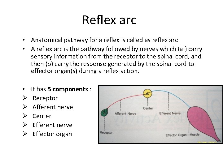 Reflex arc • Anatomical pathway for a reflex is called as reflex arc •