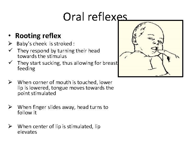 Oral reflexes • Rooting reflex Ø Baby’s cheek is stroked : ü They respond