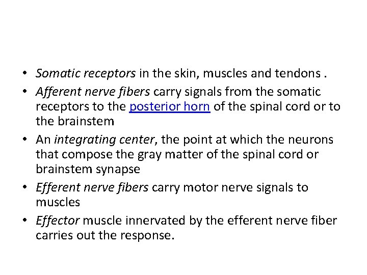  • Somatic receptors in the skin, muscles and tendons. • Afferent nerve fibers