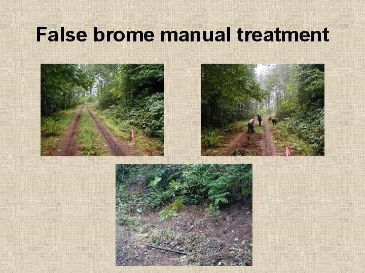 False brome manual treatment 