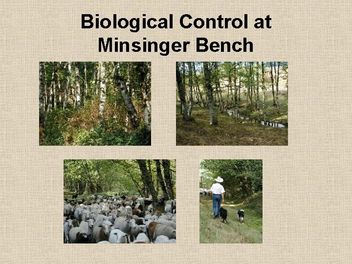 Biological Control at Minsinger Bench 