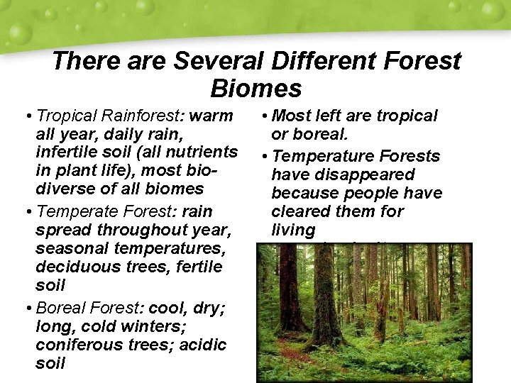 There are Several Different Forest Biomes • Tropical Rainforest: warm all year, daily rain,