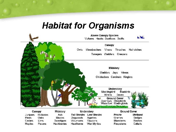 Habitat for Organisms 