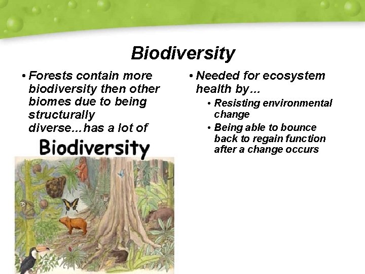 Biodiversity • Forests contain more biodiversity then other biomes due to being structurally diverse…has