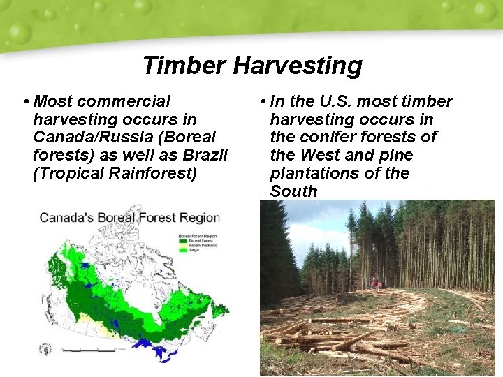 Timber Harvesting • Most commercial harvesting occurs in Canada/Russia (Boreal forests) as well as