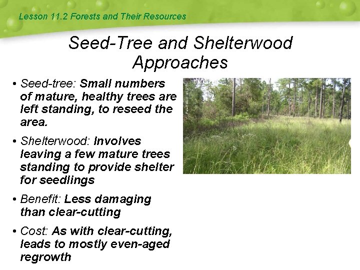 Lesson 11. 2 Forests and Their Resources Seed-Tree and Shelterwood Approaches • Seed-tree: Small