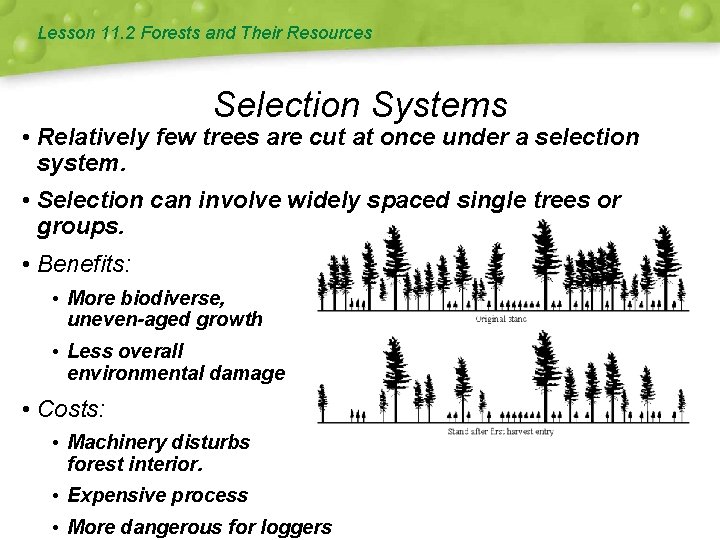 Lesson 11. 2 Forests and Their Resources Selection Systems • Relatively few trees are
