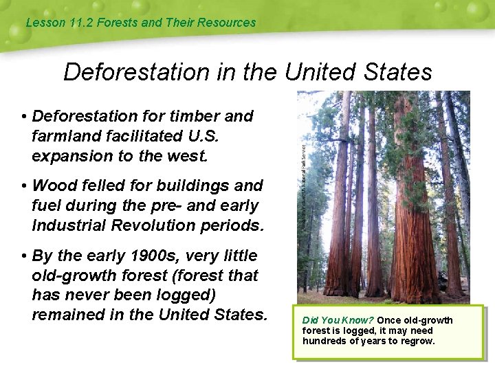 Lesson 11. 2 Forests and Their Resources Deforestation in the United States • Deforestation