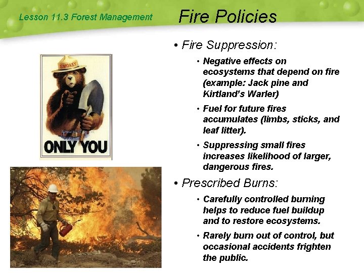 Lesson 11. 3 Forest Management Fire Policies • Fire Suppression: • Negative effects on