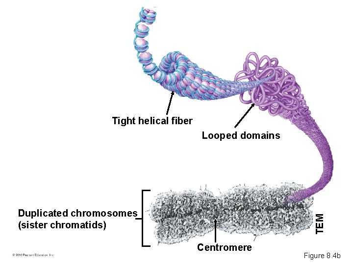 Tight helical fiber Looped domains TEM Duplicated chromosomes (sister chromatids) Centromere Figure 8. 4