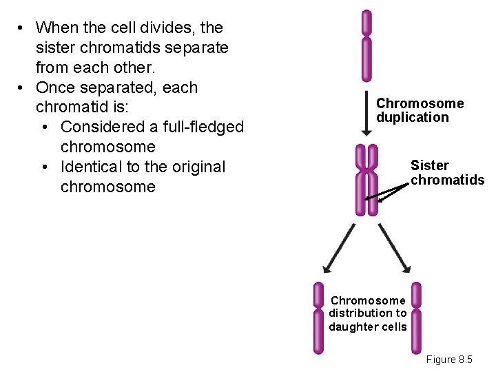  • When the cell divides, the sister chromatids separate from each other. •