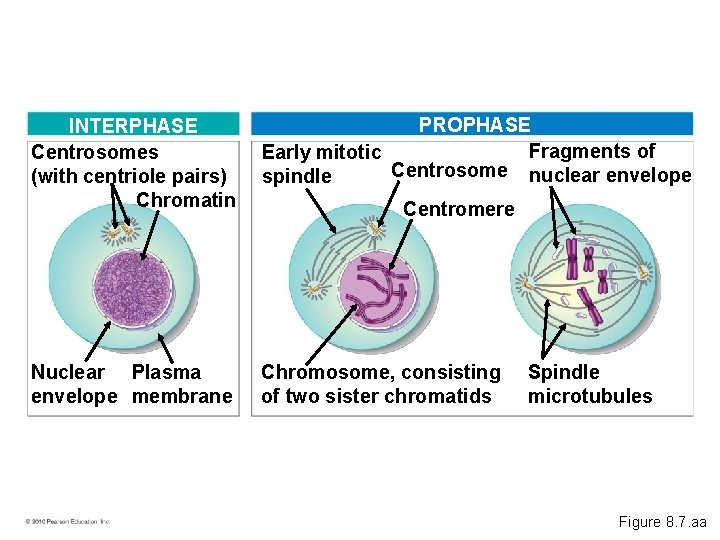 INTERPHASE Centrosomes (with centriole pairs) Chromatin PROPHASE Fragments of Early mitotic Centrosome nuclear envelope