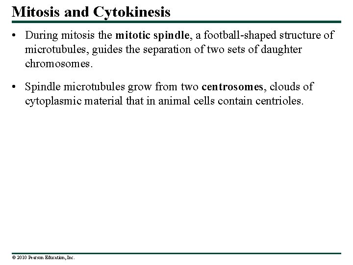 Mitosis and Cytokinesis • During mitosis the mitotic spindle, a football-shaped structure of microtubules,
