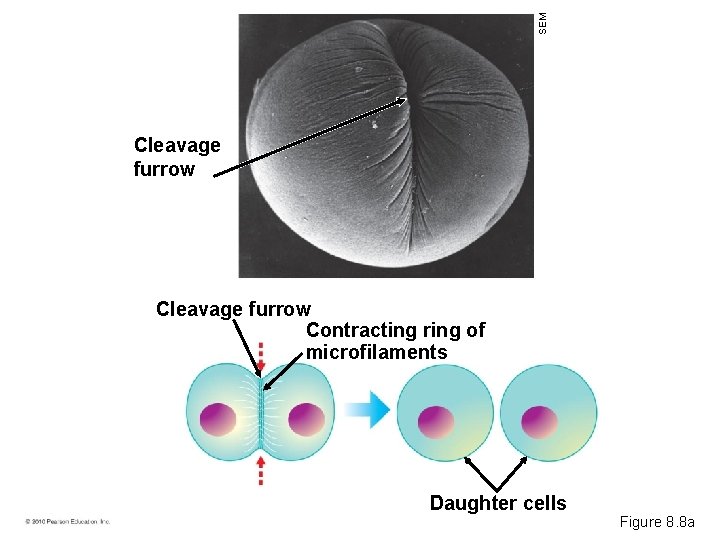 SEM Cleavage furrow Contracting ring of microfilaments Daughter cells Figure 8. 8 a 