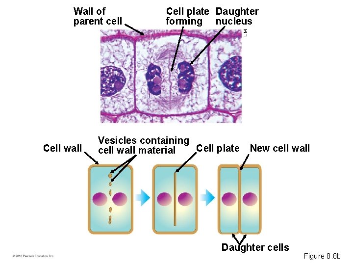 Cell plate Daughter forming nucleus LM Wall of parent cell Cell wall Vesicles containing